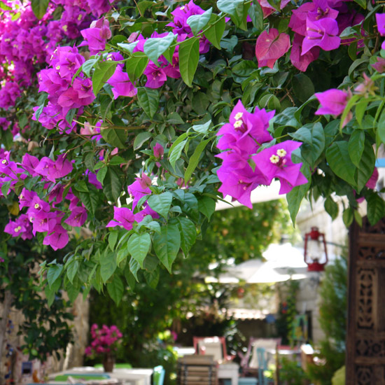 Alaçatı, flowers and terrasse