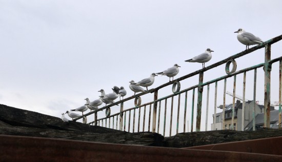 Anvers, mouettes
