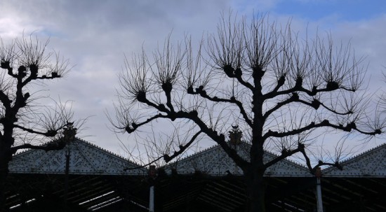 Anvers_6_arbres.jpg