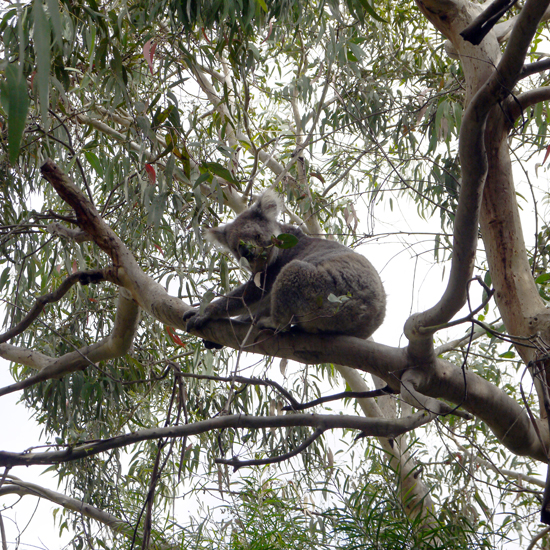 Koala