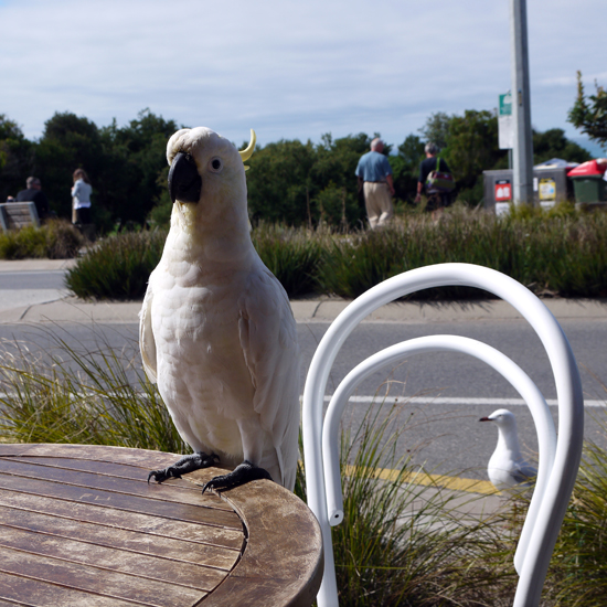 Cockatoo bird