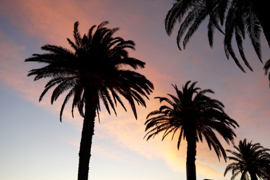 Melbourne, St Kilda, Palm trees