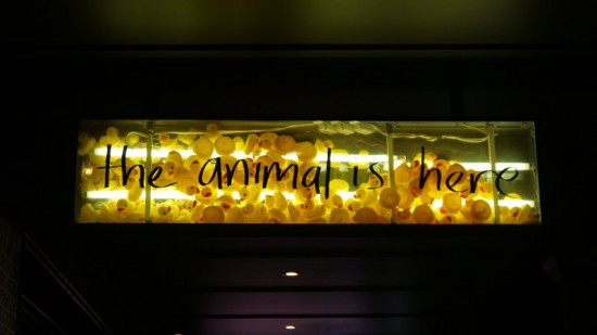 Sydney, Newtown, The animal is here ducks