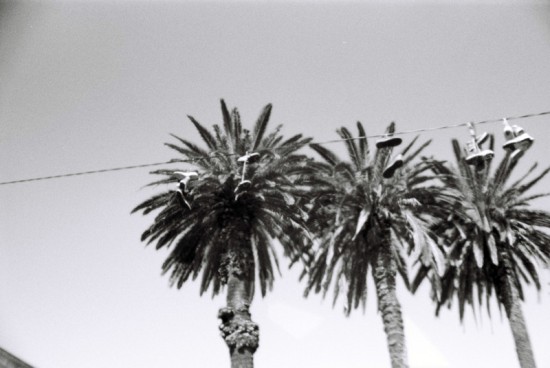 Black & white, Sydney, palm trees on Taylor square, apr. 2014 Sydney_b_w1_taylorsquare_palmtrees.jpg
