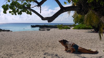 Cayman_Smith_Cove_Beach.JPG