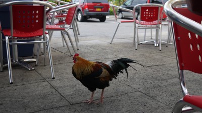 Cayman, wild chicken