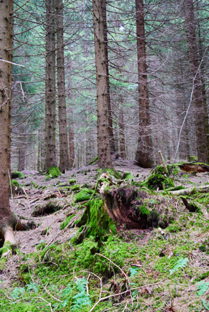 Schwarzwald, Forêt Noire, Black Forest, Schonach