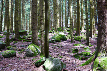 Schwarzwald, Forêt Noire, Black Forest, Schonach