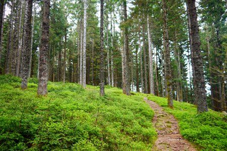 Schwarzwald, Forêt Noire, Black Forest, Schonach