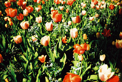 Jardins de Claude Monet, Giverny