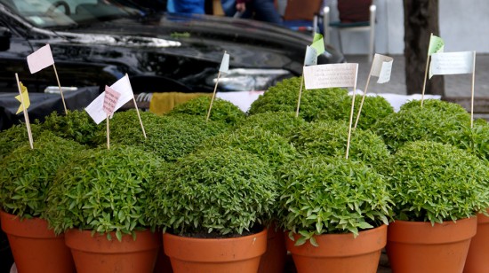 Porto, traditional basil for Sao Joao celebration