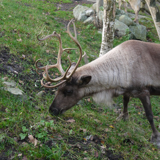 Stockholm, Skansen museum, Reindeer