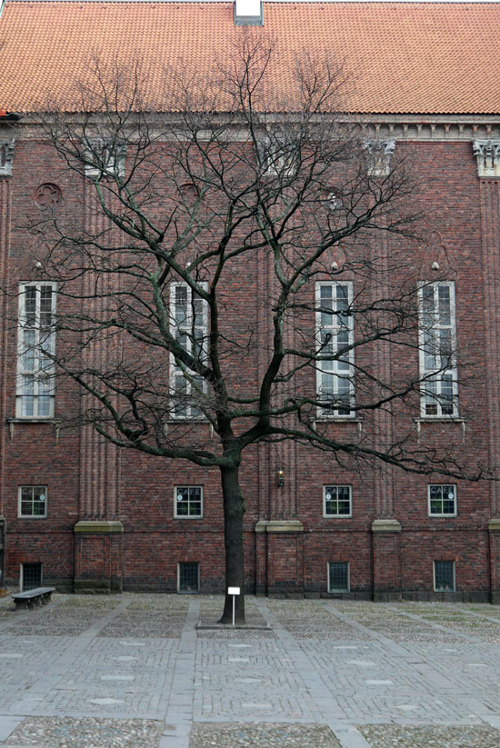 Stockholm, city hall tree